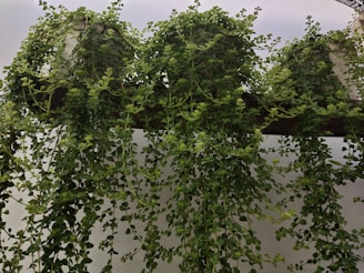 Hanging plants cascading from the ceiling in a modern, natural living space.