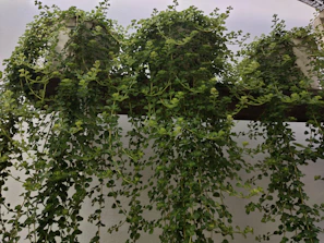 Hanging planters with cascading greenery suspended against a bright courtyard wall.