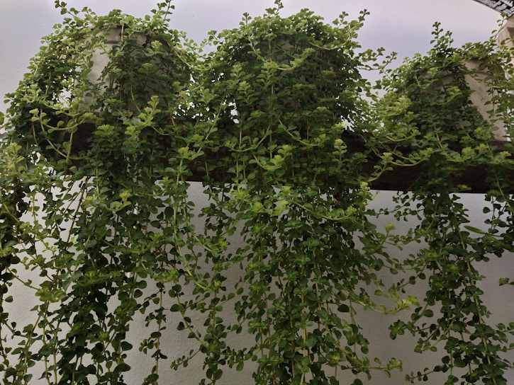 A beautifully arranged kokedama hanging from a wooden beam.