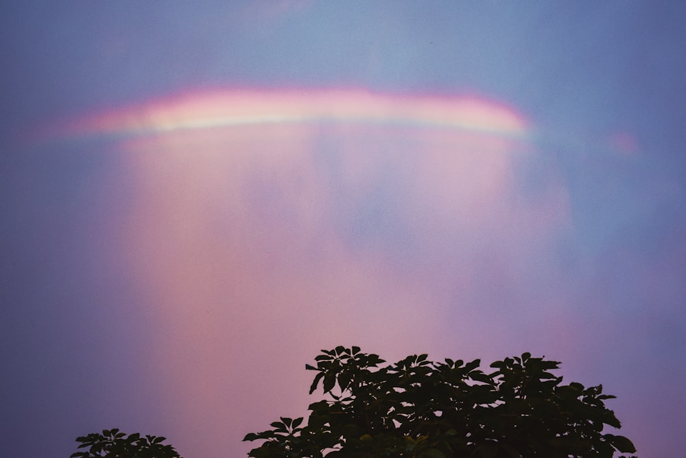 green leaves with rainbow in the sky