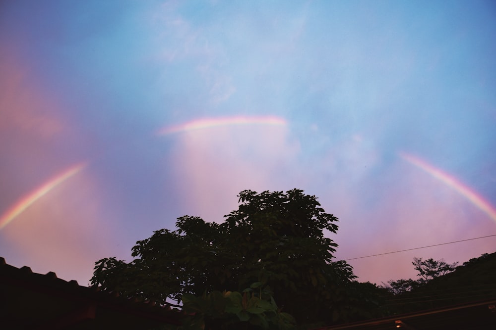 green trees under blue sky with rainbow