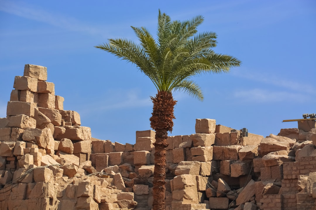 green palm tree near brown rock formation during daytime