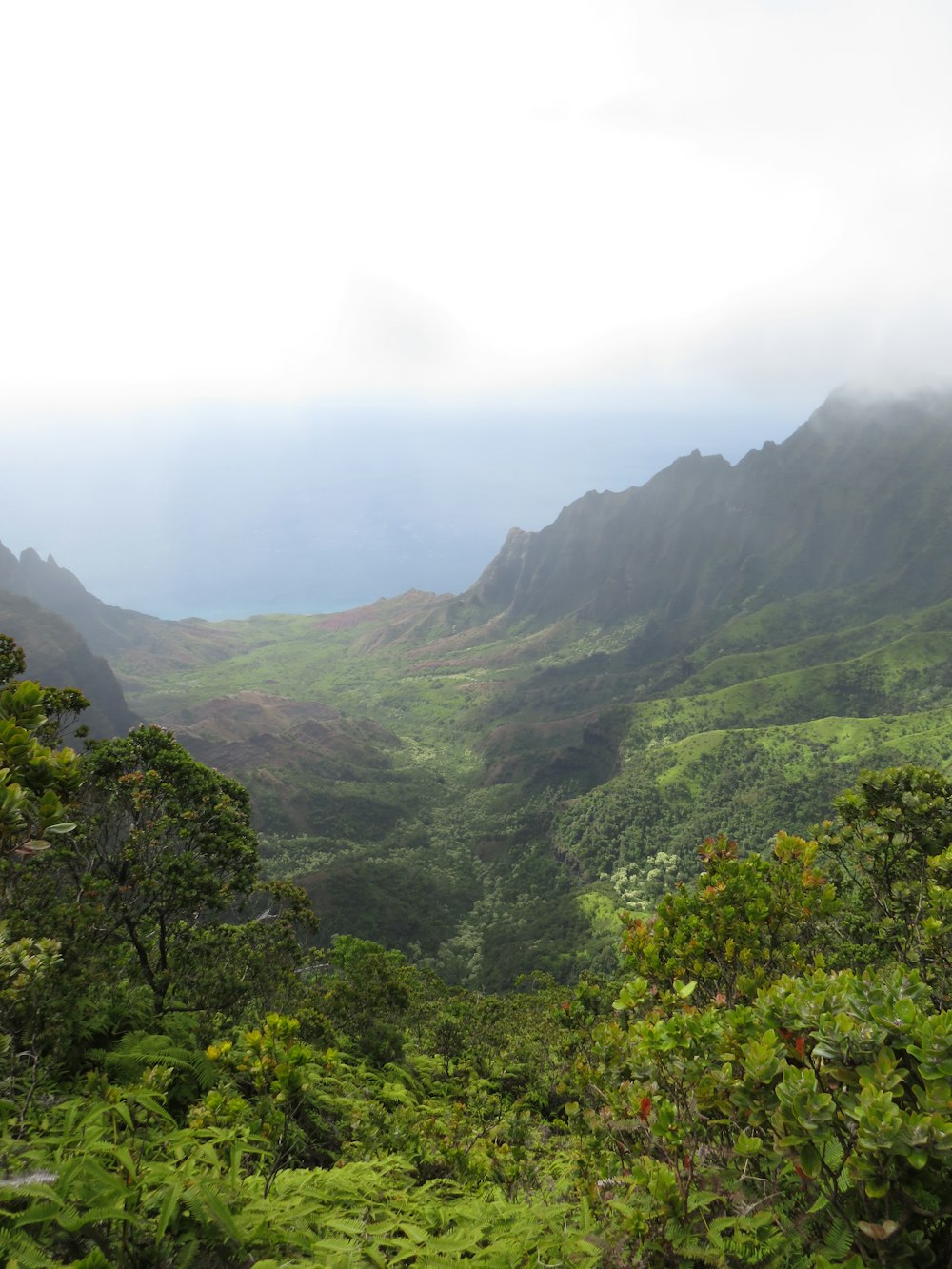 green trees on mountain under white sky during daytime