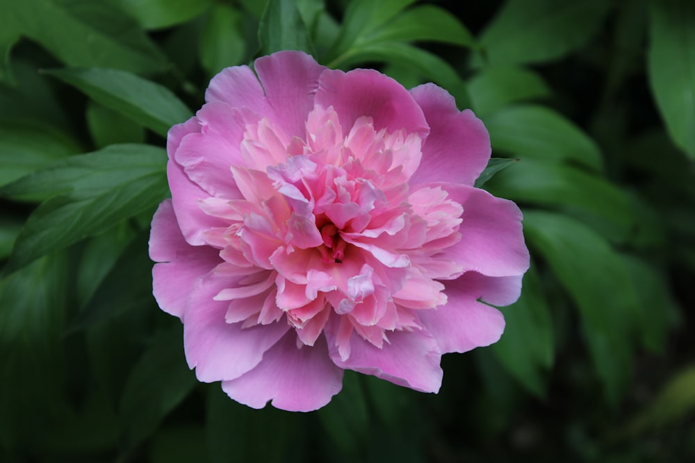 pink flower in macro shot