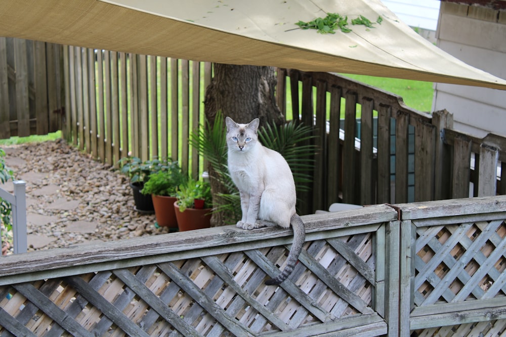 white cat sitting on brown wooden fence