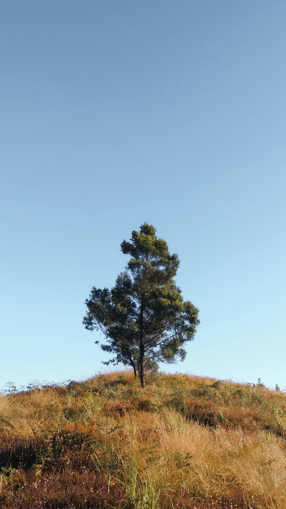 arbre vert sur un champ d’herbe brune pendant la journée