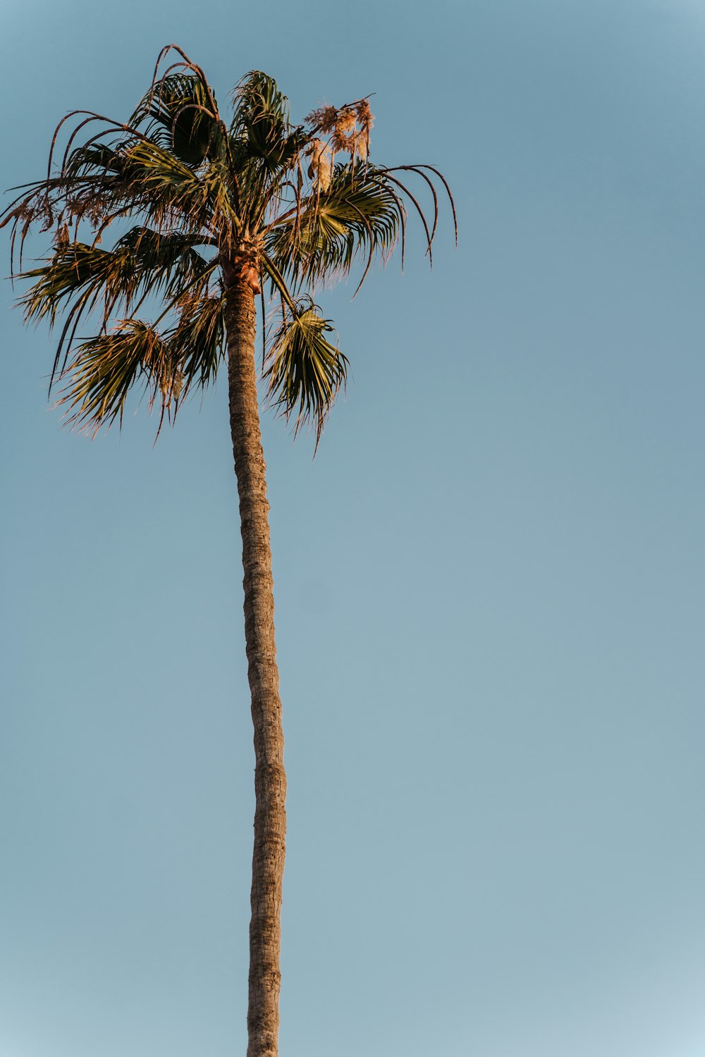 green palm tree under blue sky during daytime