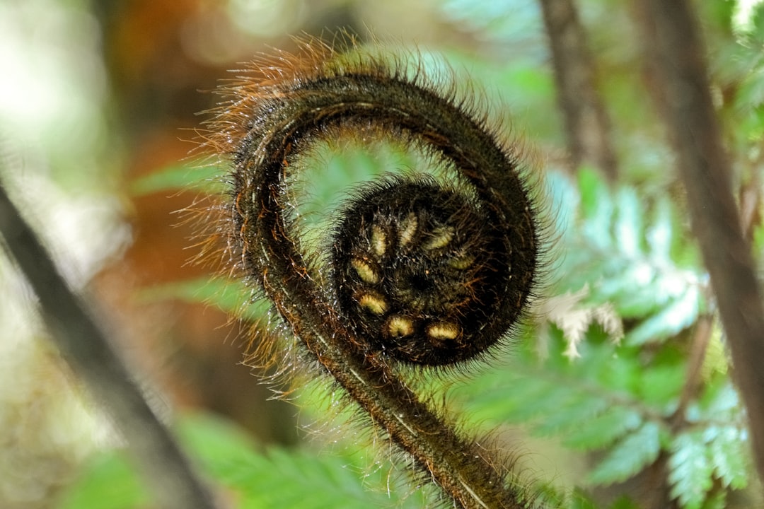 black and brown round fruit