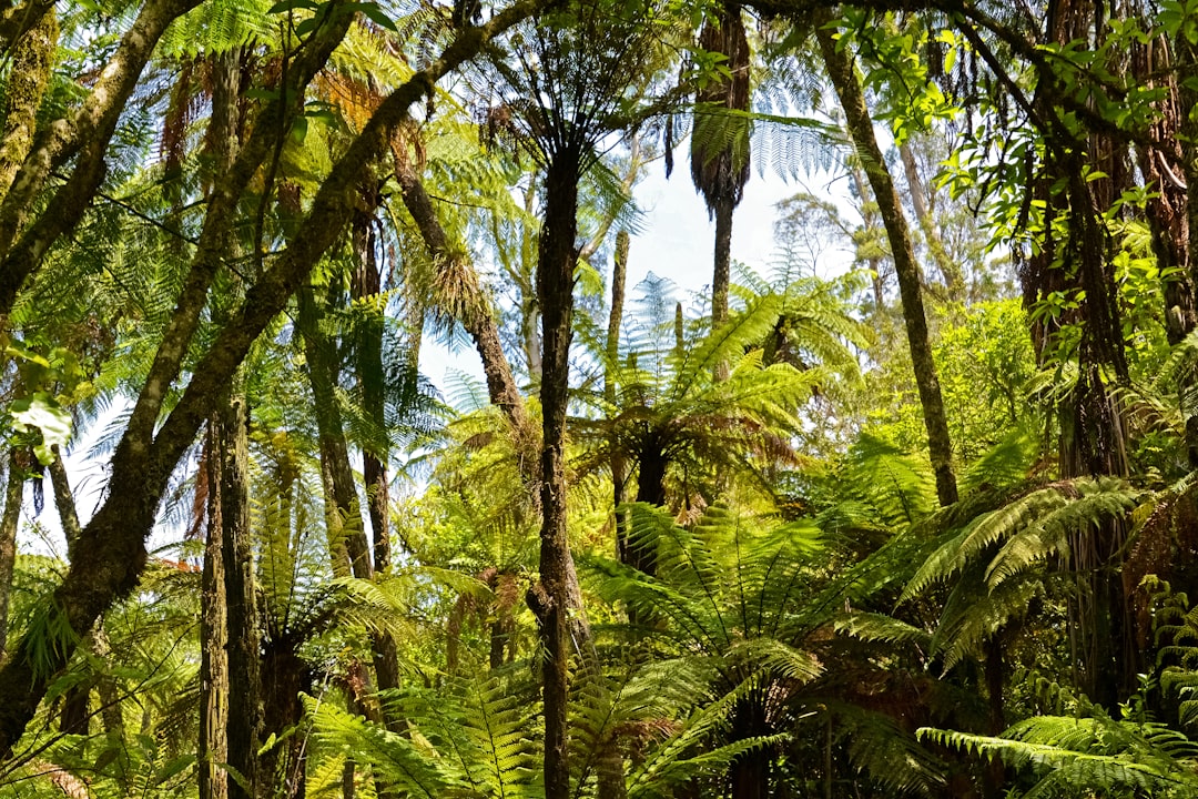 green and brown trees under blue sky during daytime