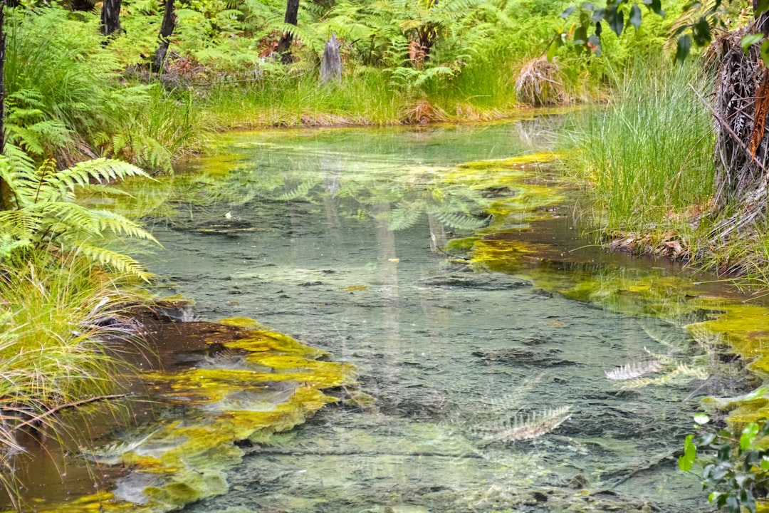 green grass and green plants beside river