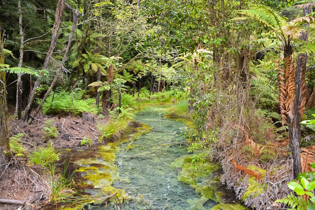 green trees and river during daytime