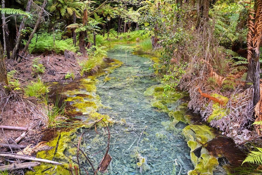 green moss on river during daytime