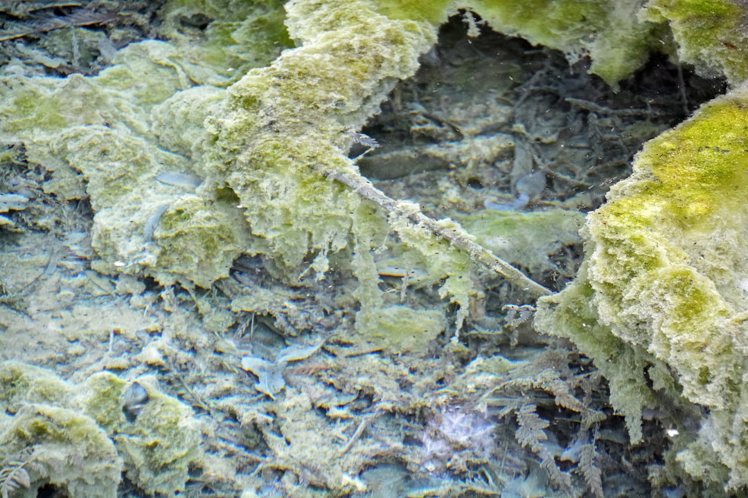 green moss on white sand