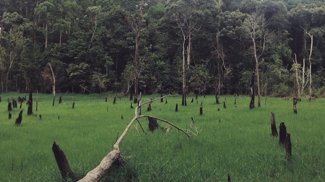 green grass field with trees