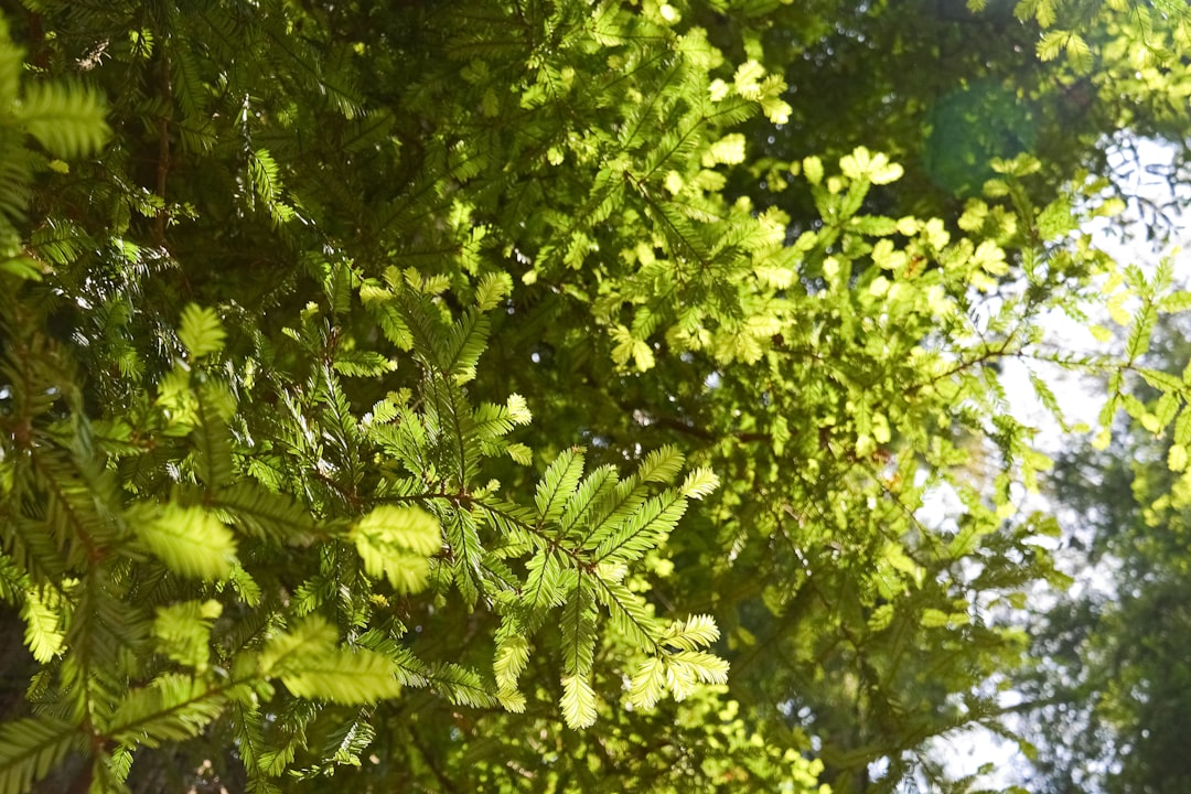green leaves on tree during daytime