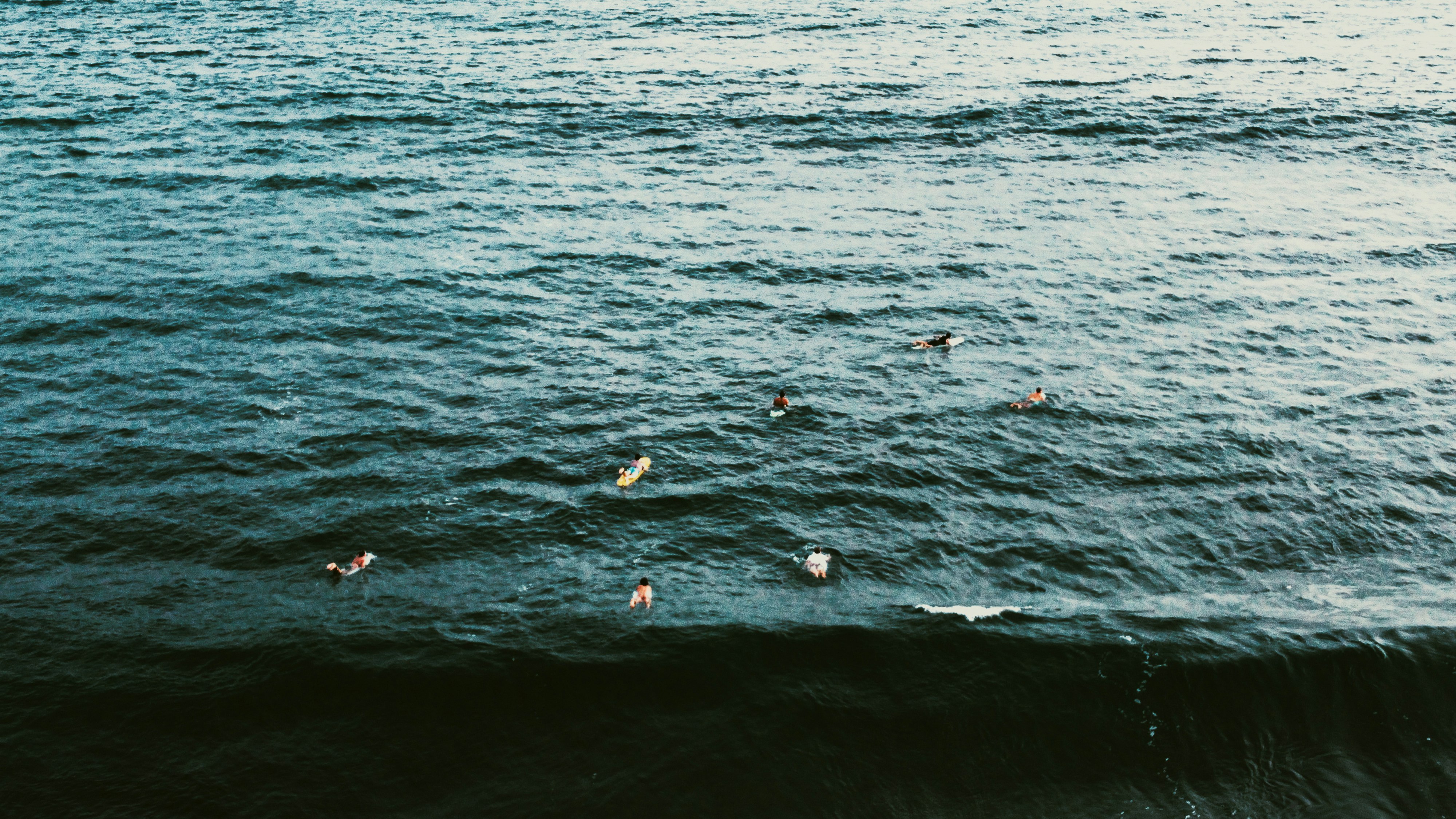 birds on water during daytime