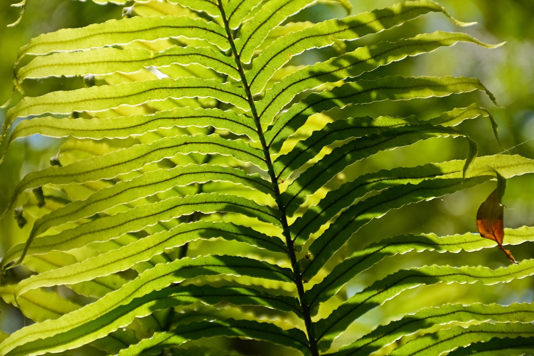 green leaves in close up photography