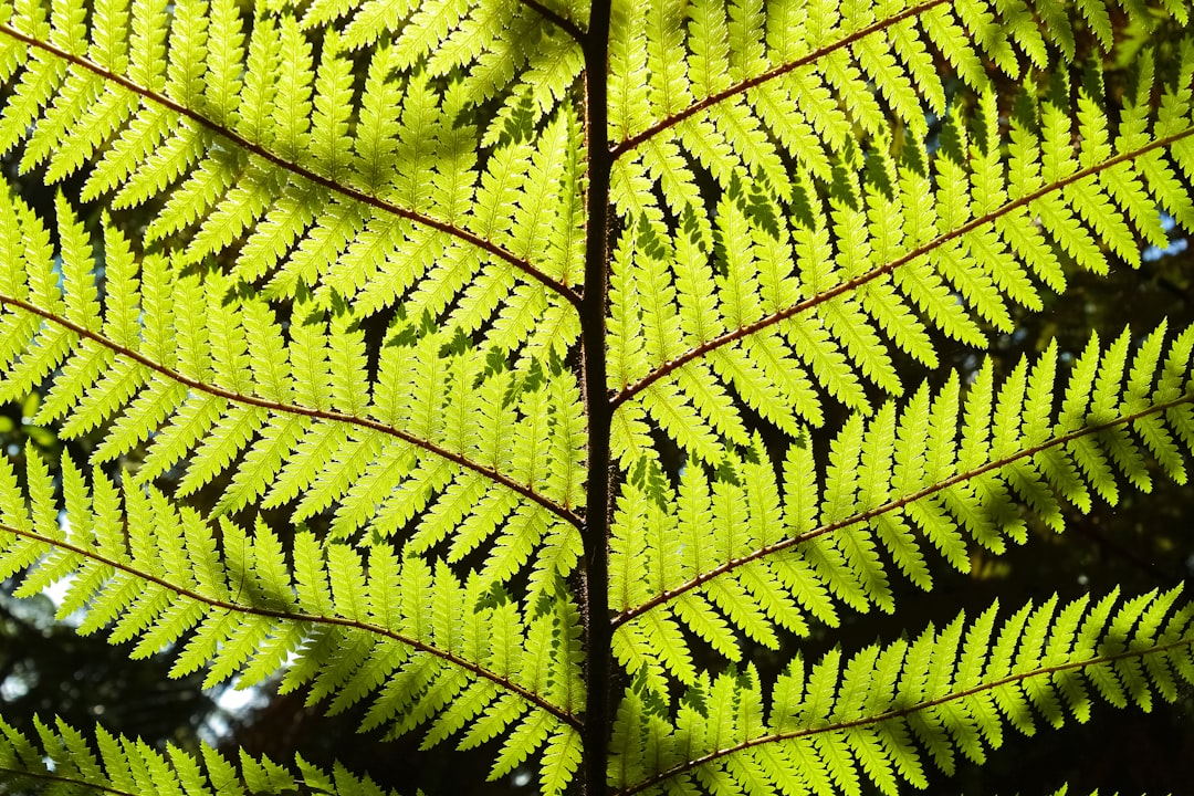 green leaf in close up photography