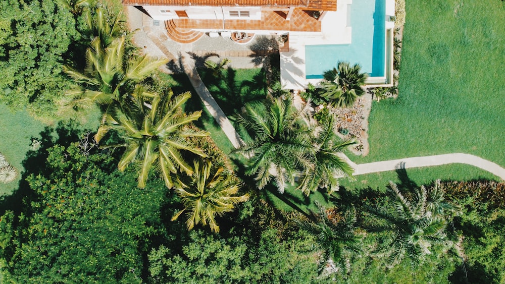 green palm tree near blue and white building