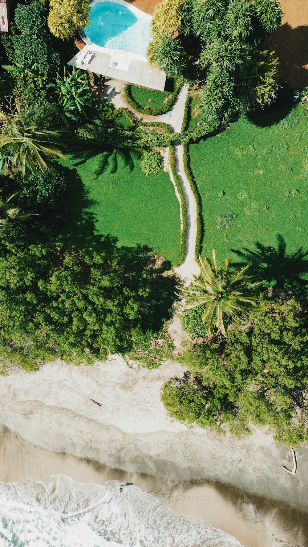 green trees on white sand during daytime