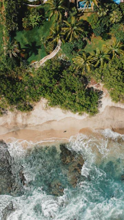 green trees beside body of water during daytime