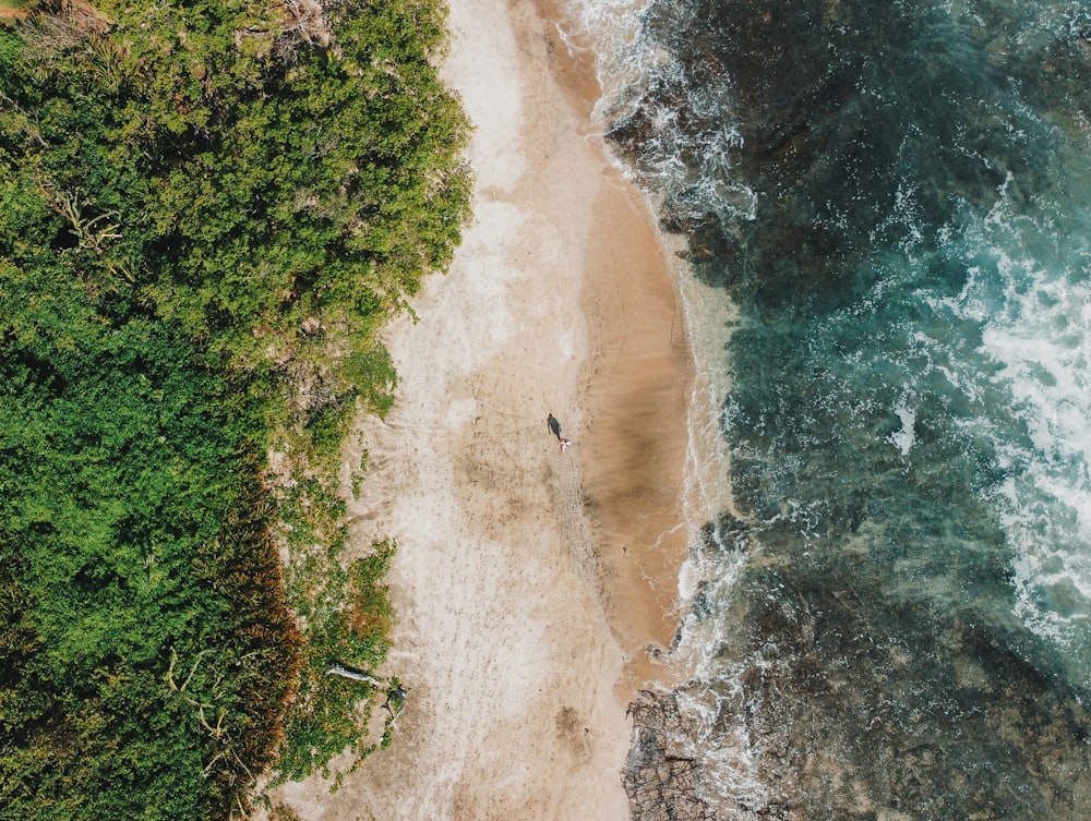 aerial view of green trees beside body of water during daytime