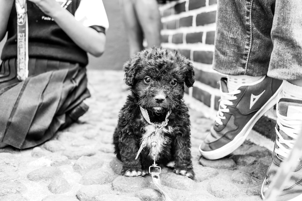 grayscale photo of woman holding long coated dog