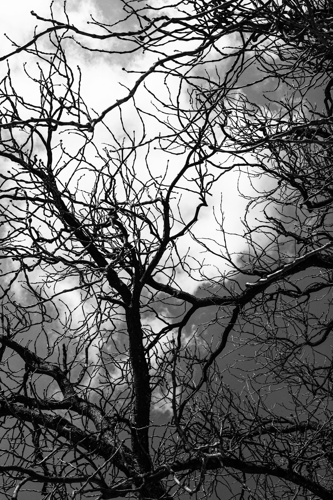 grayscale photo of bare tree