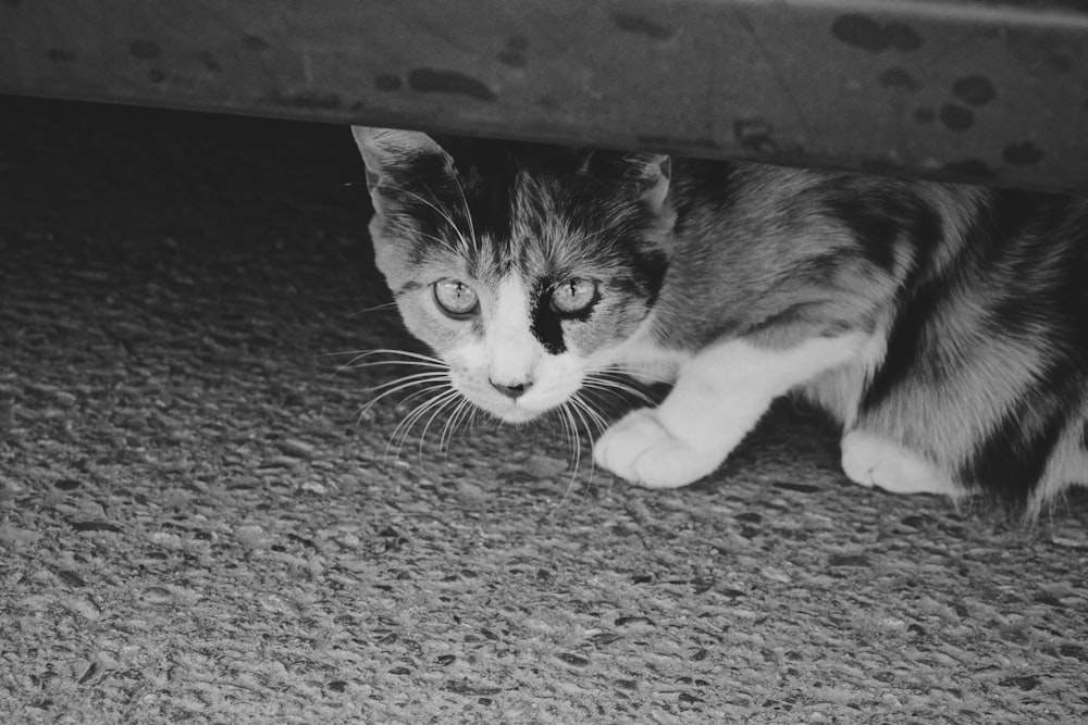 white and black cat lying on the ground