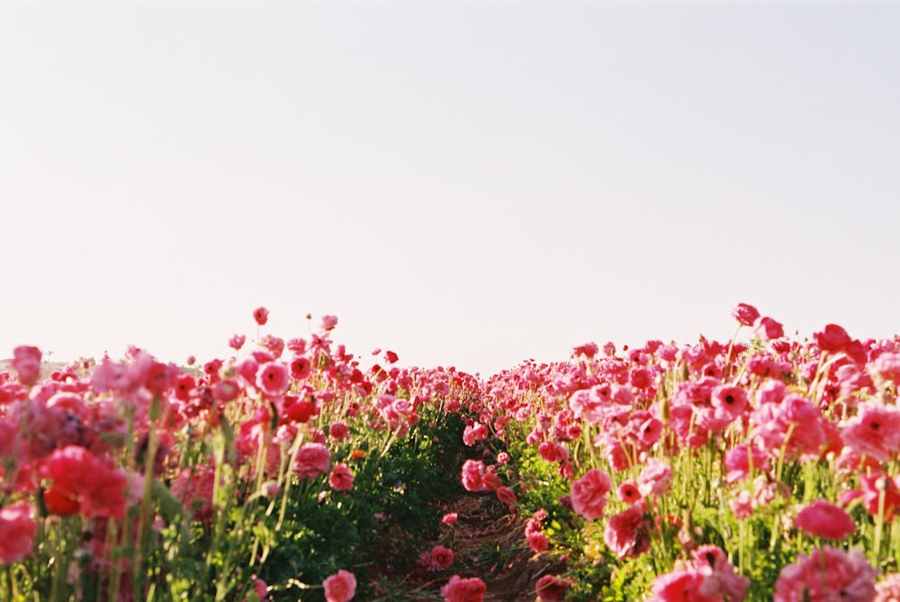 낮에는 하얀 하늘 아래 분홍색 꽃밭