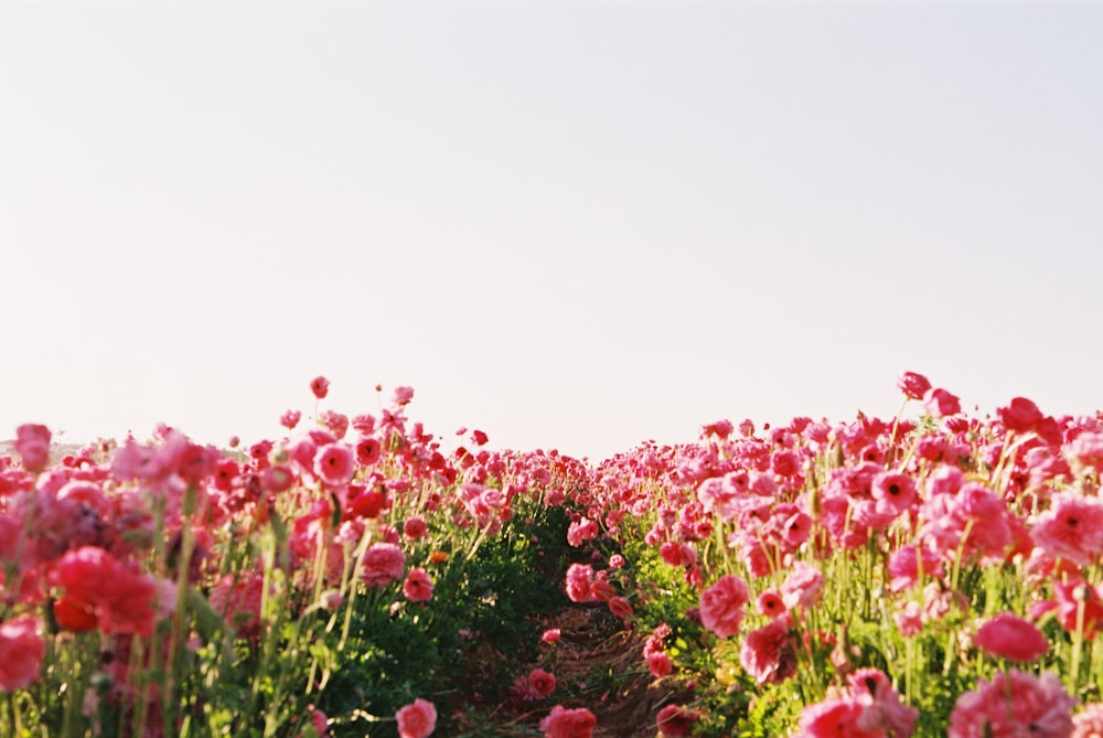 pink flower field under white sky during daytime