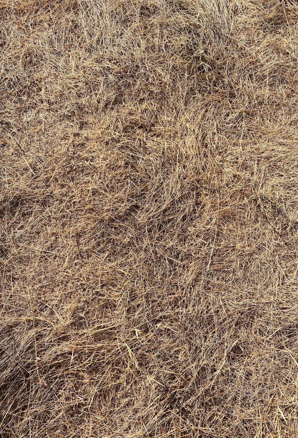 brown grass field during daytime