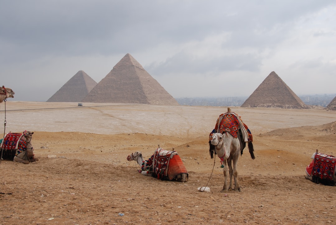 brown camel on brown sand during daytime