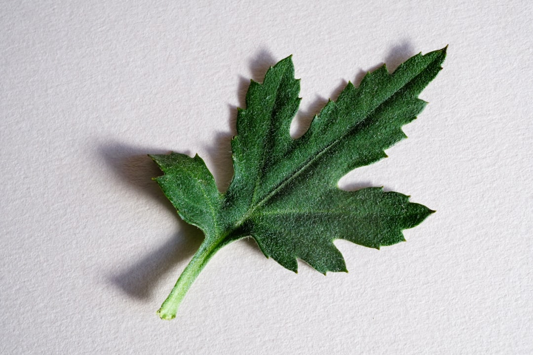 green leaf on white surface