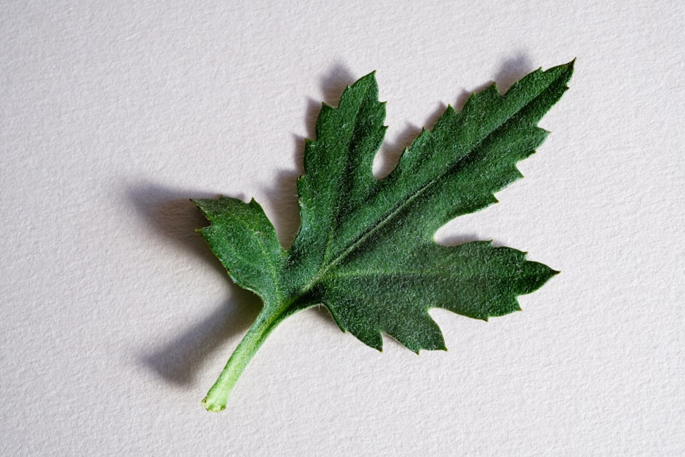 feuille verte sur surface blanche