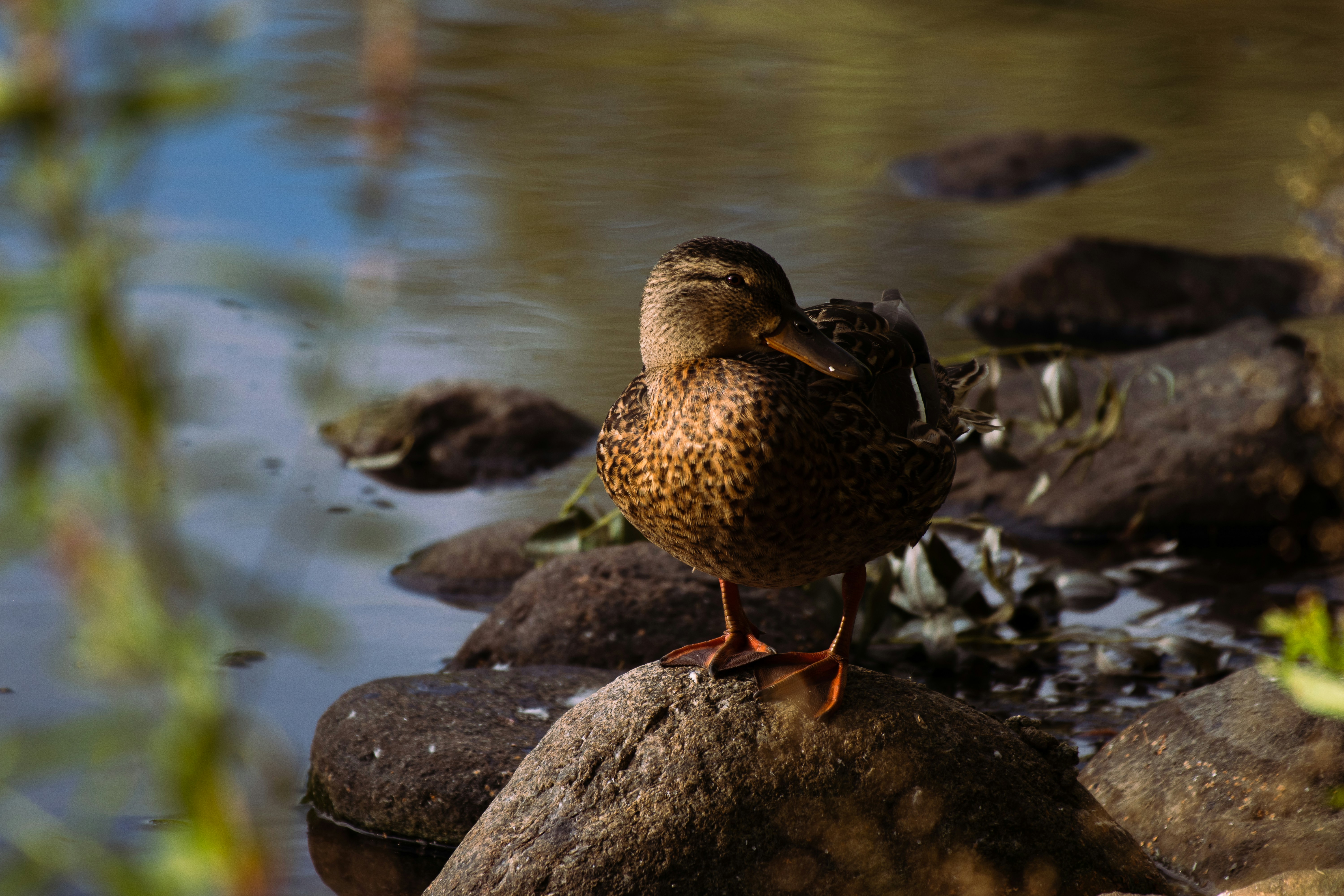 Photo by fleivophotography