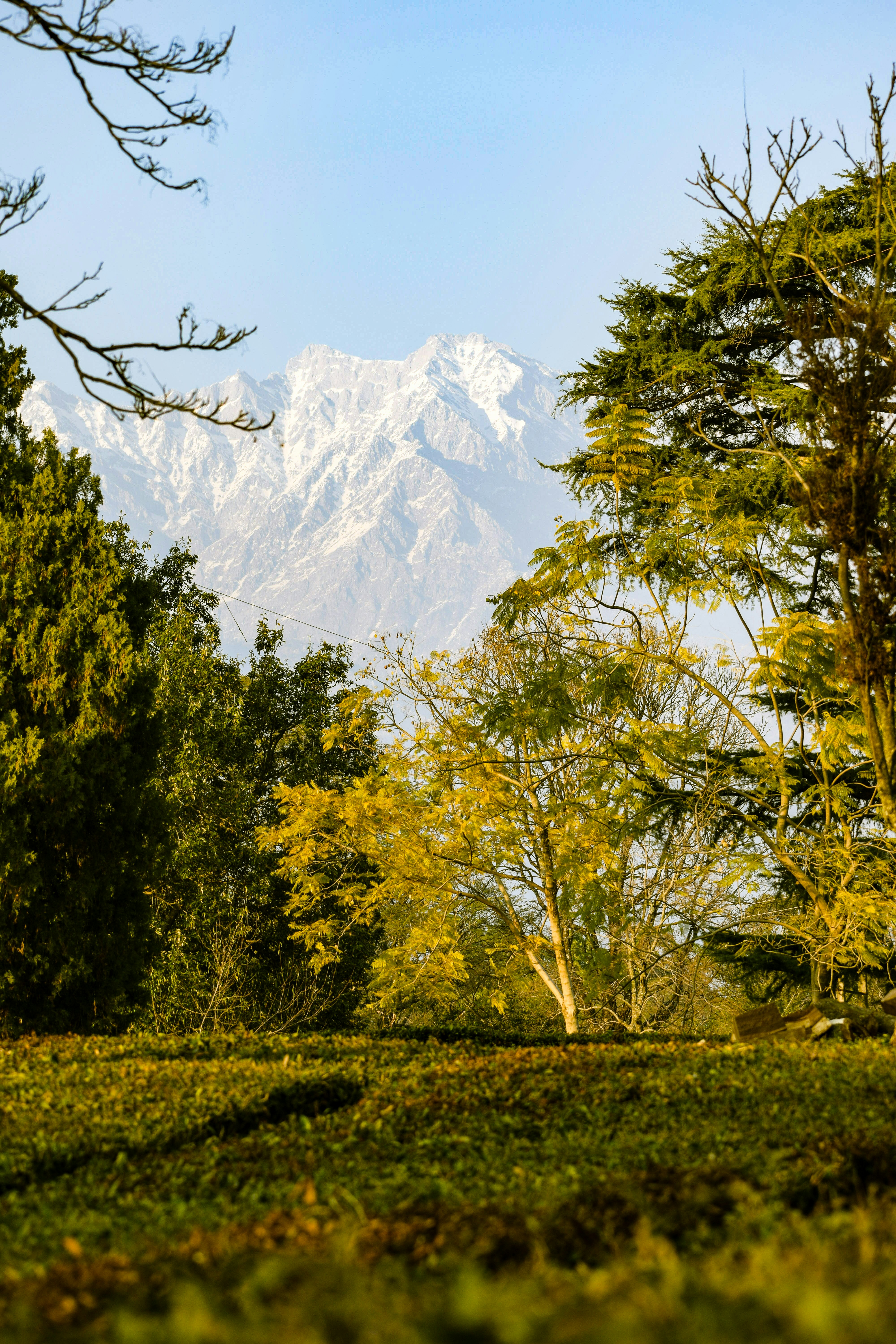 green trees near snow covered mountain during daytime
