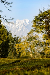 green trees near snow covered mountain during daytime