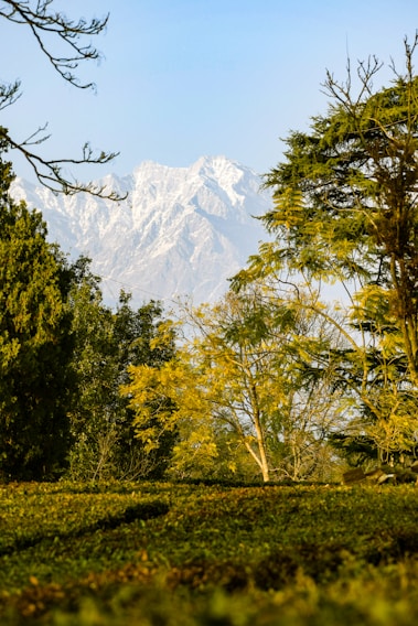 green trees near snow covered mountain during daytime