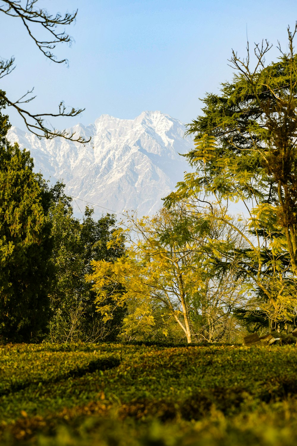 green trees near snow covered mountain during daytime