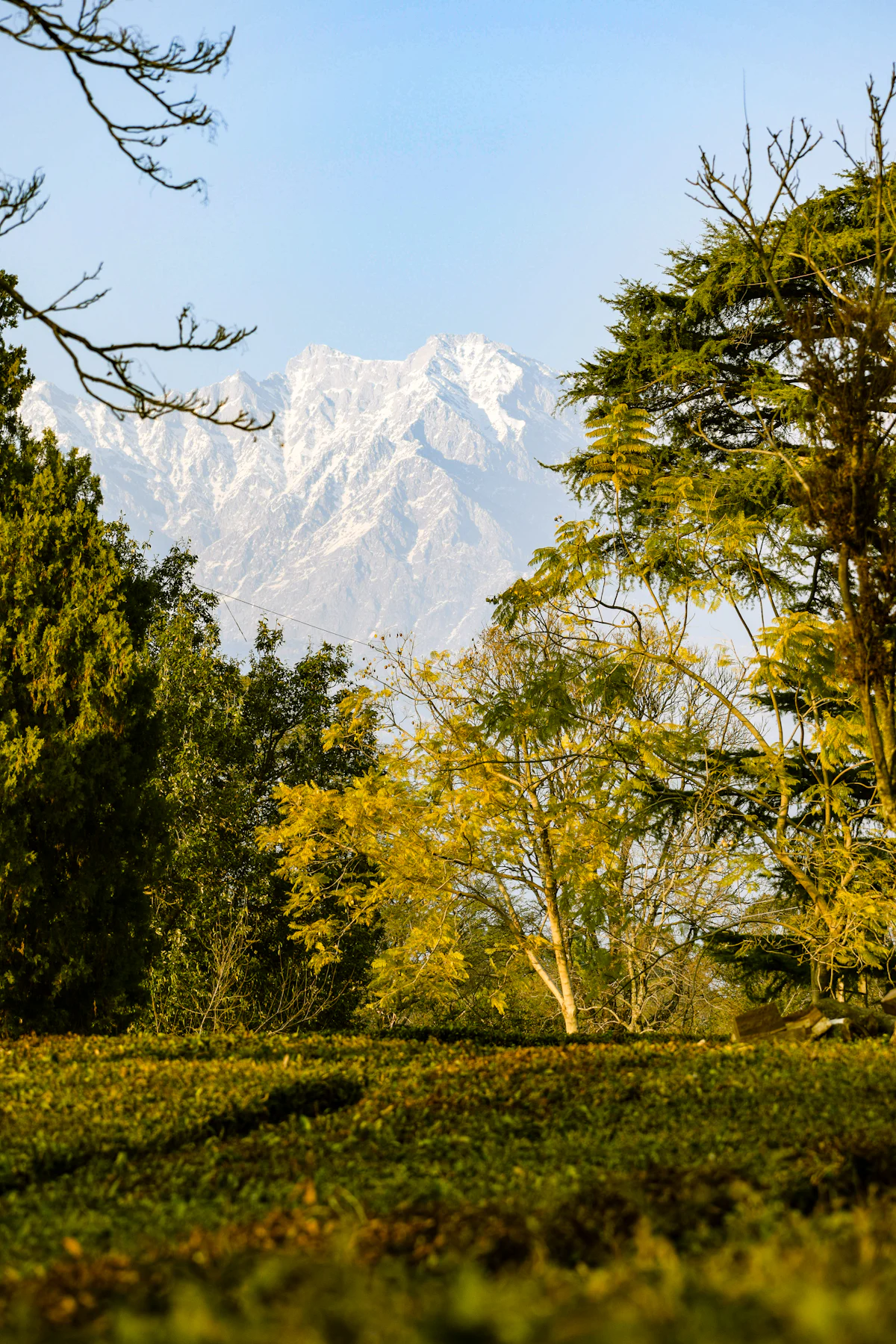 Palampur