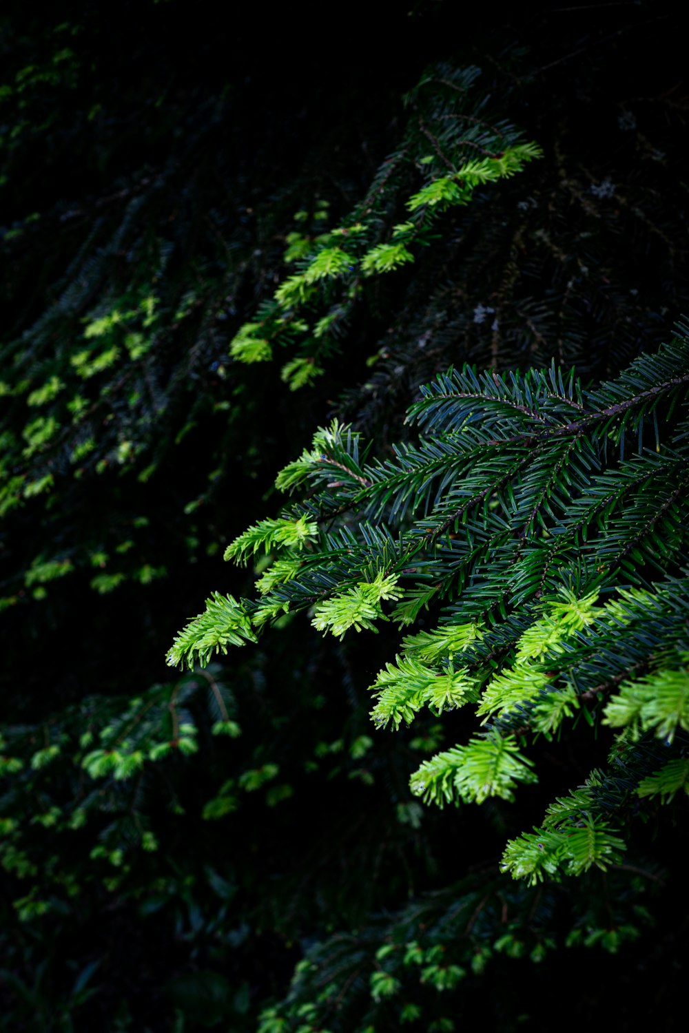 green fern plant in close up photography