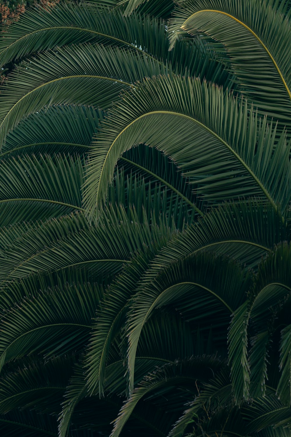 pianta di palma verde durante il giorno