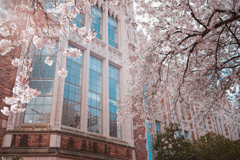 white cherry blossom tree near brown concrete building