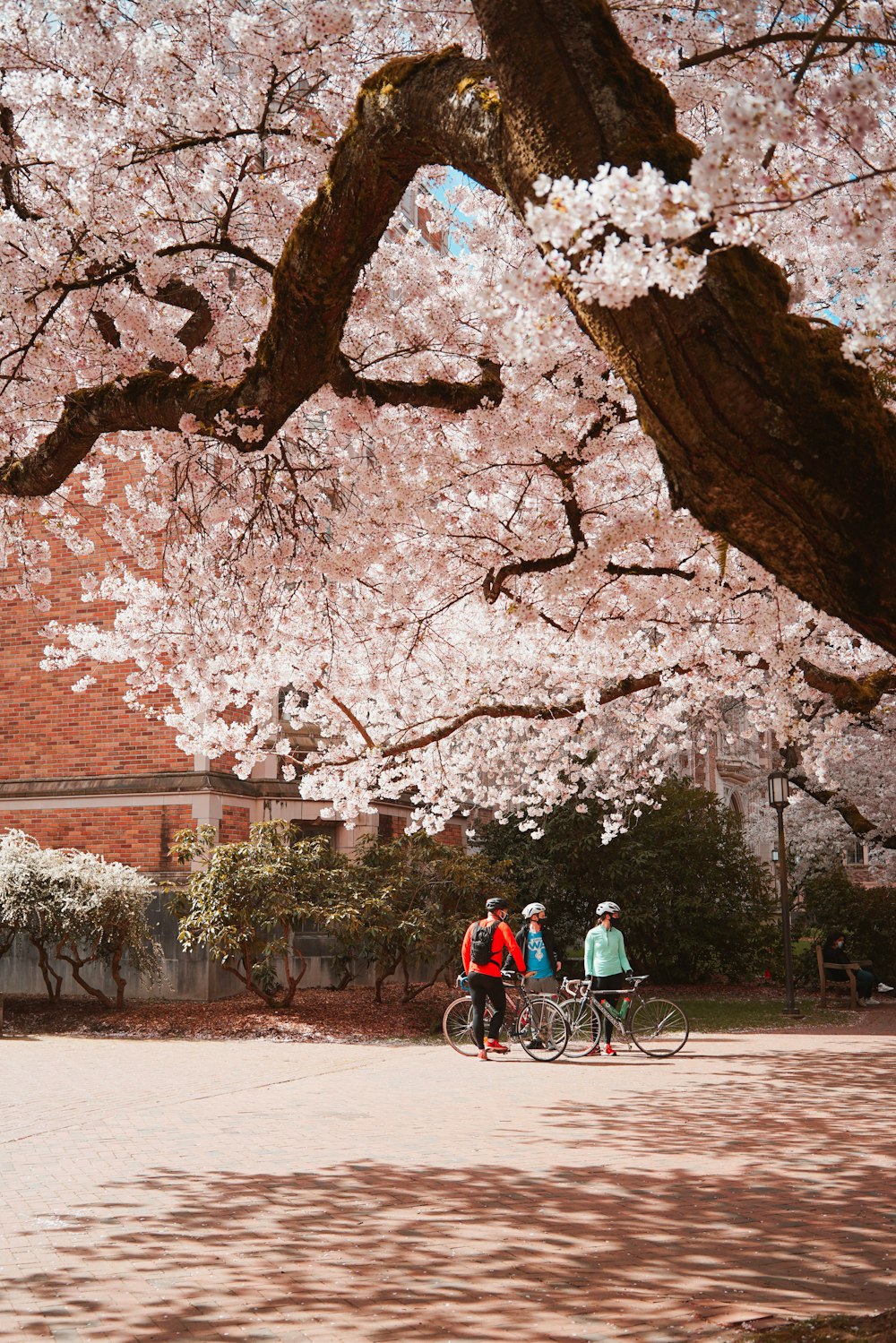 man in red shirt riding bicycle near brown tree during daytime