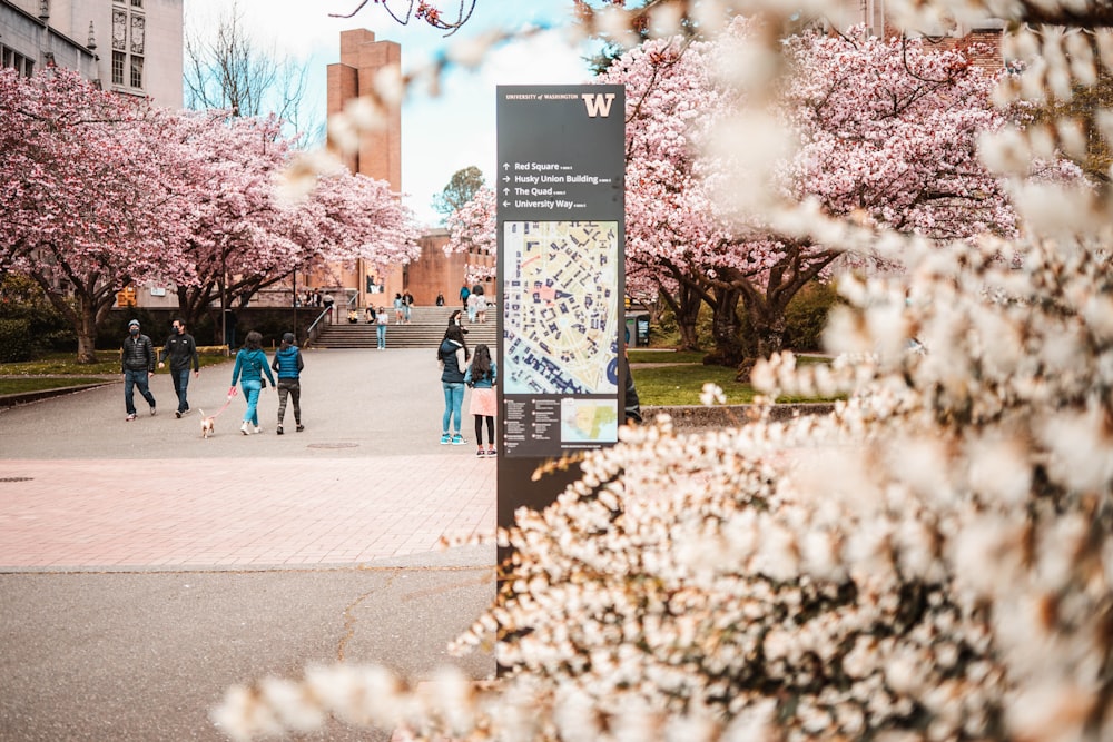 people walking on sidewalk with cherry blossom trees during daytime