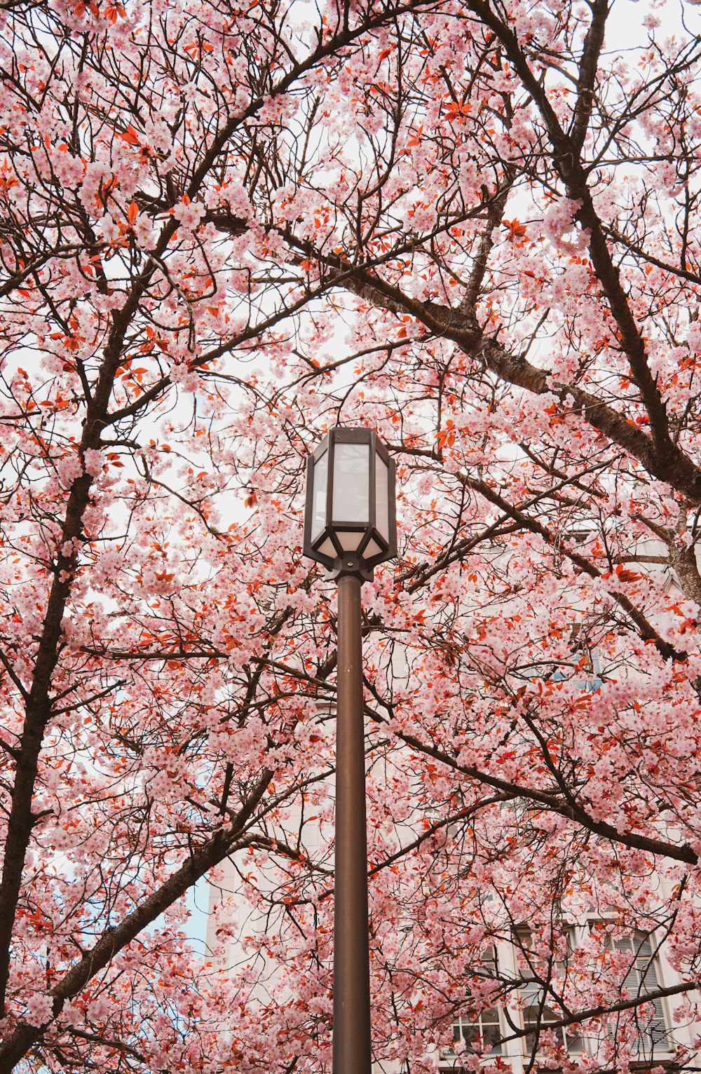 분홍색 잎 나무 아래 흑백 램프 포스트