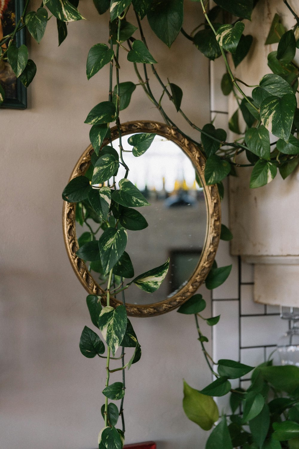 green plant on white concrete wall