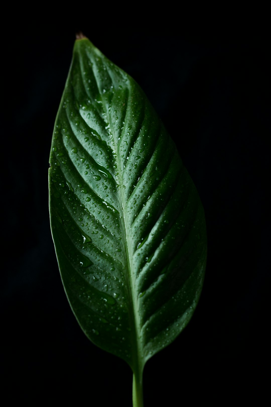 green leaf with water droplets