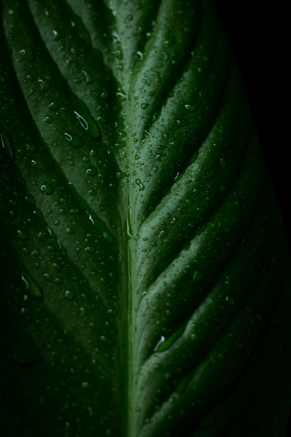 Wassertröpfchen auf grünem Blatt